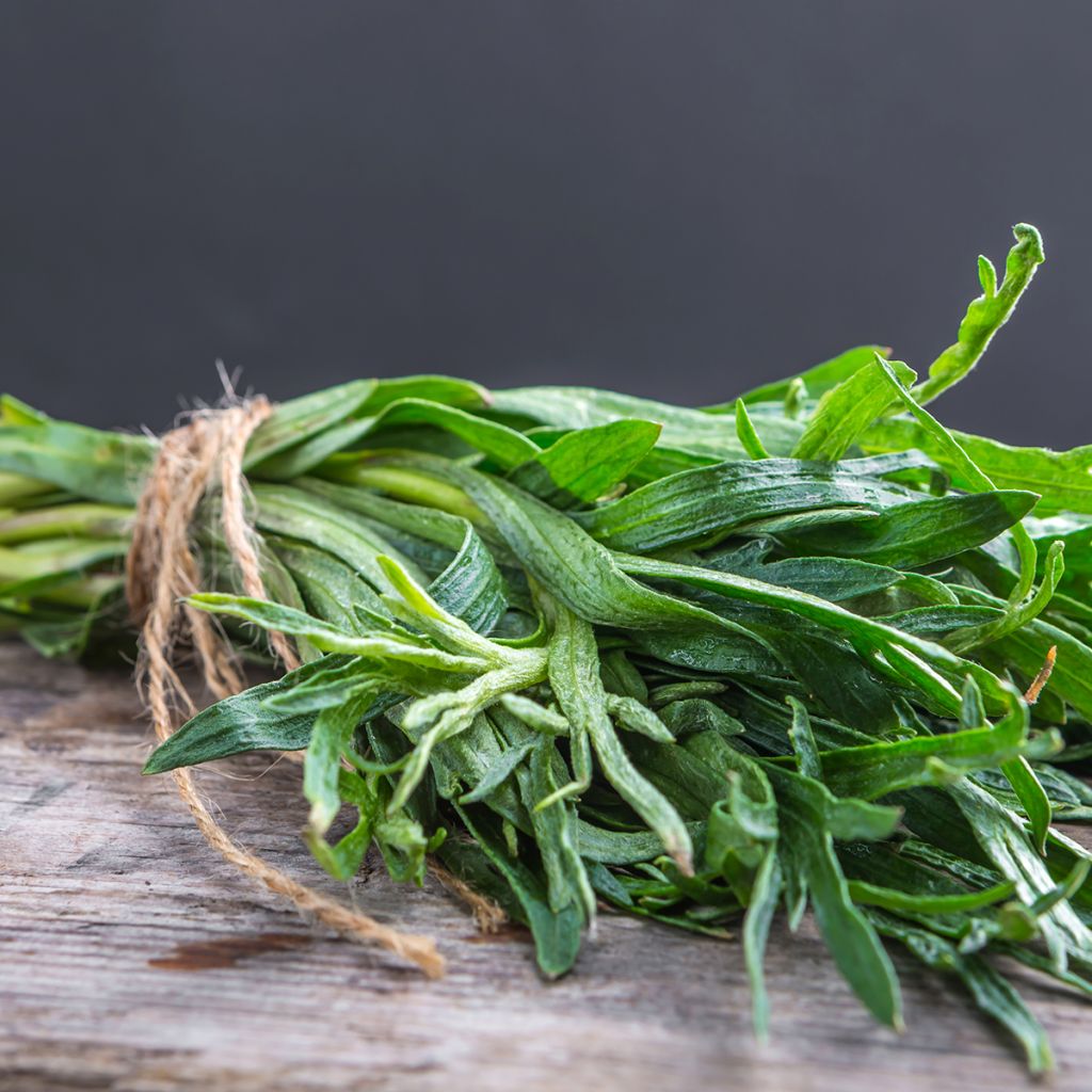 Estragon - Artemisia redowski - dracunculoïdes