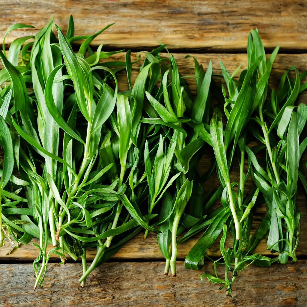 Estragon - Artemisia redowski - dracunculoïdes