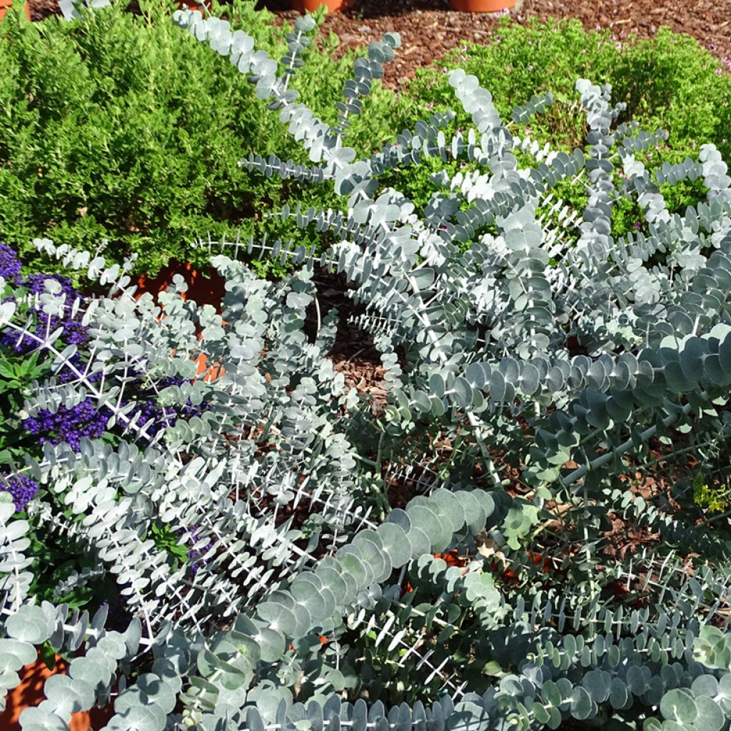 Eucalyptus pulverulenta Baby Blue