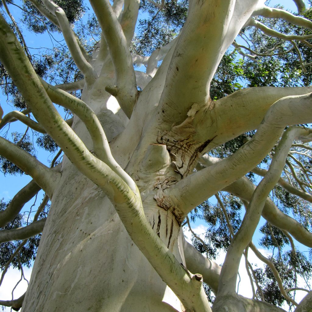 Eucalyptus dalrympleana - Breitblättriger Eukalyptus