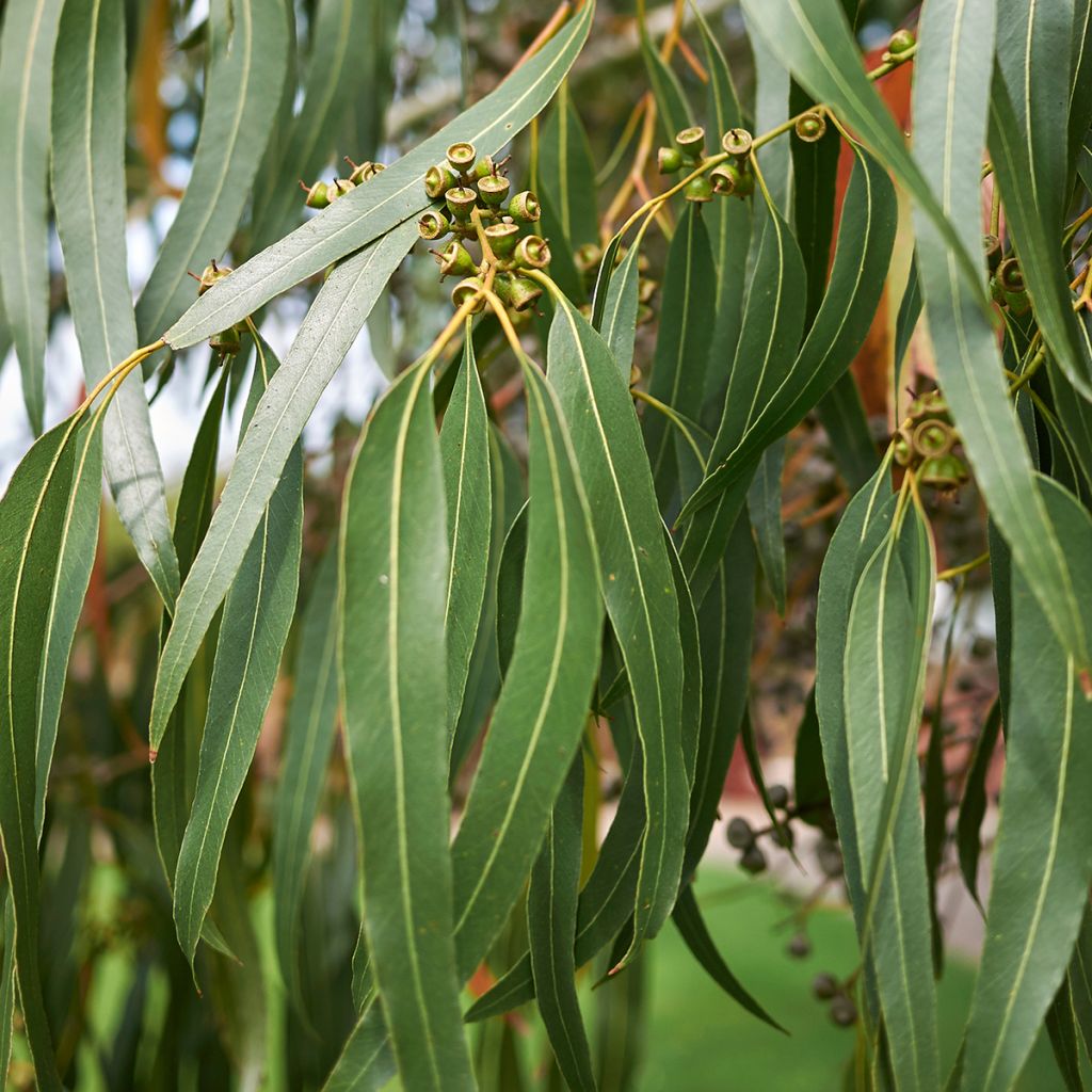 Eucalyptus dalrympleana - Breitblättriger Eukalyptus
