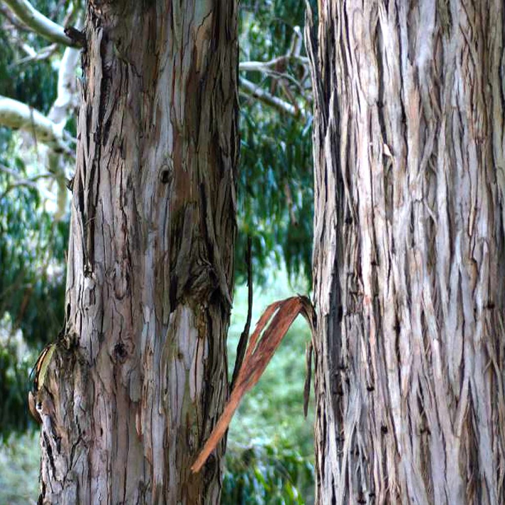 Eucalyptus denticulata