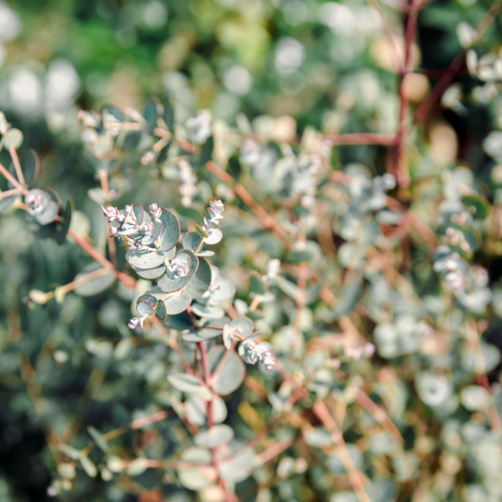 Eucalyptus gunnii Azura Cagire - Mostgummi-Eukalyptus