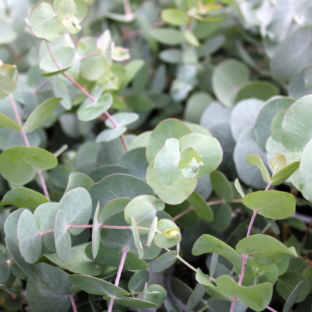 Mostgummi-Eukalyptus - Eucalyptus gunnii