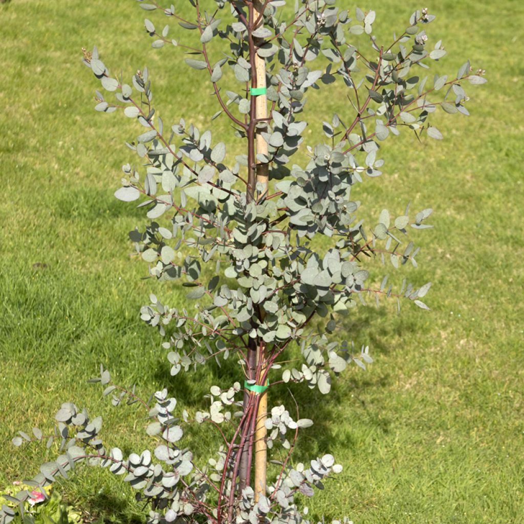 Mostgummi-Eukalyptus - Eucalyptus gunnii