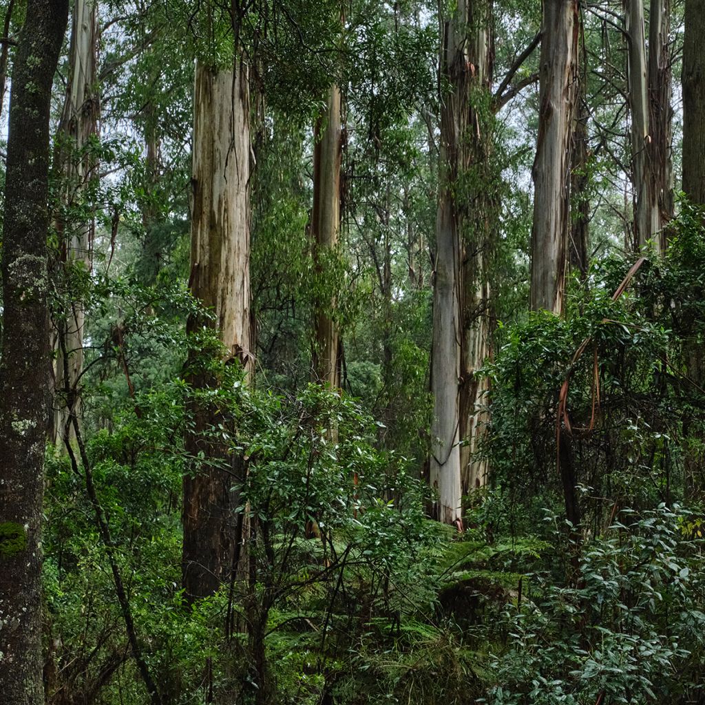 Eucalyptus regnans - Riesen-Eukalyptus