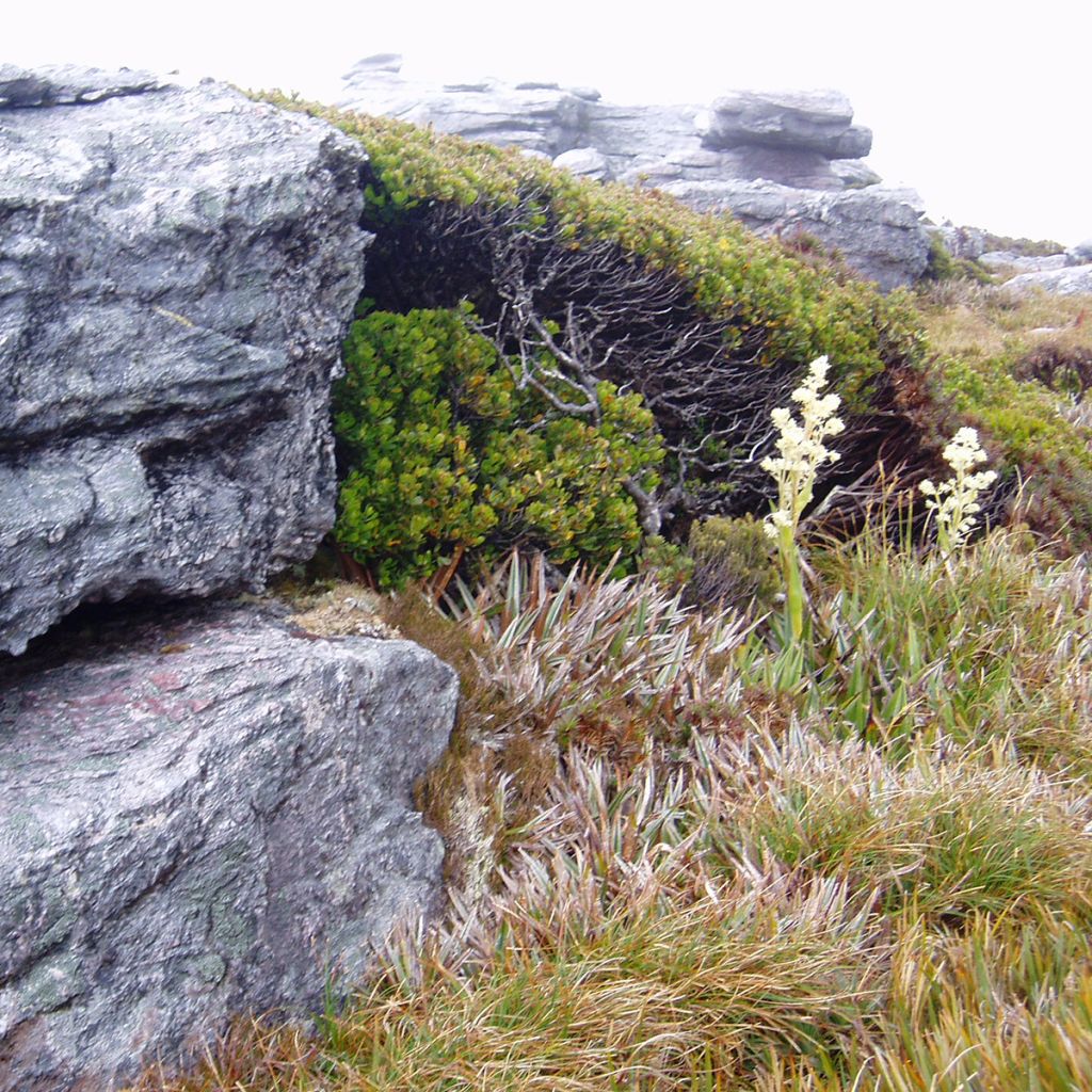 Eucalyptus vernicosa