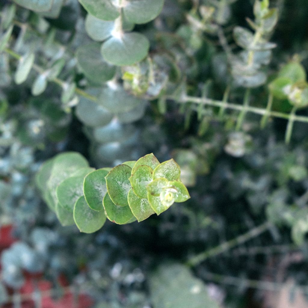 Eucalyptus pulverulenta Baby Blue Spiral (Samen)