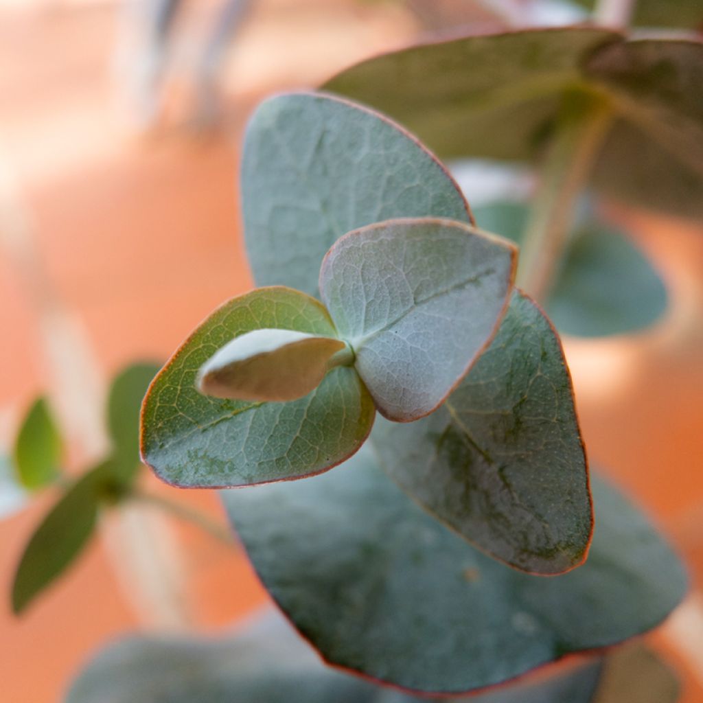 Eucalyptus pulverulenta Baby Blue Spiral (Samen)