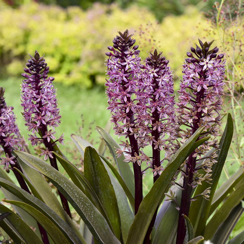 Eucomis Purple Reign - Fleur ananas