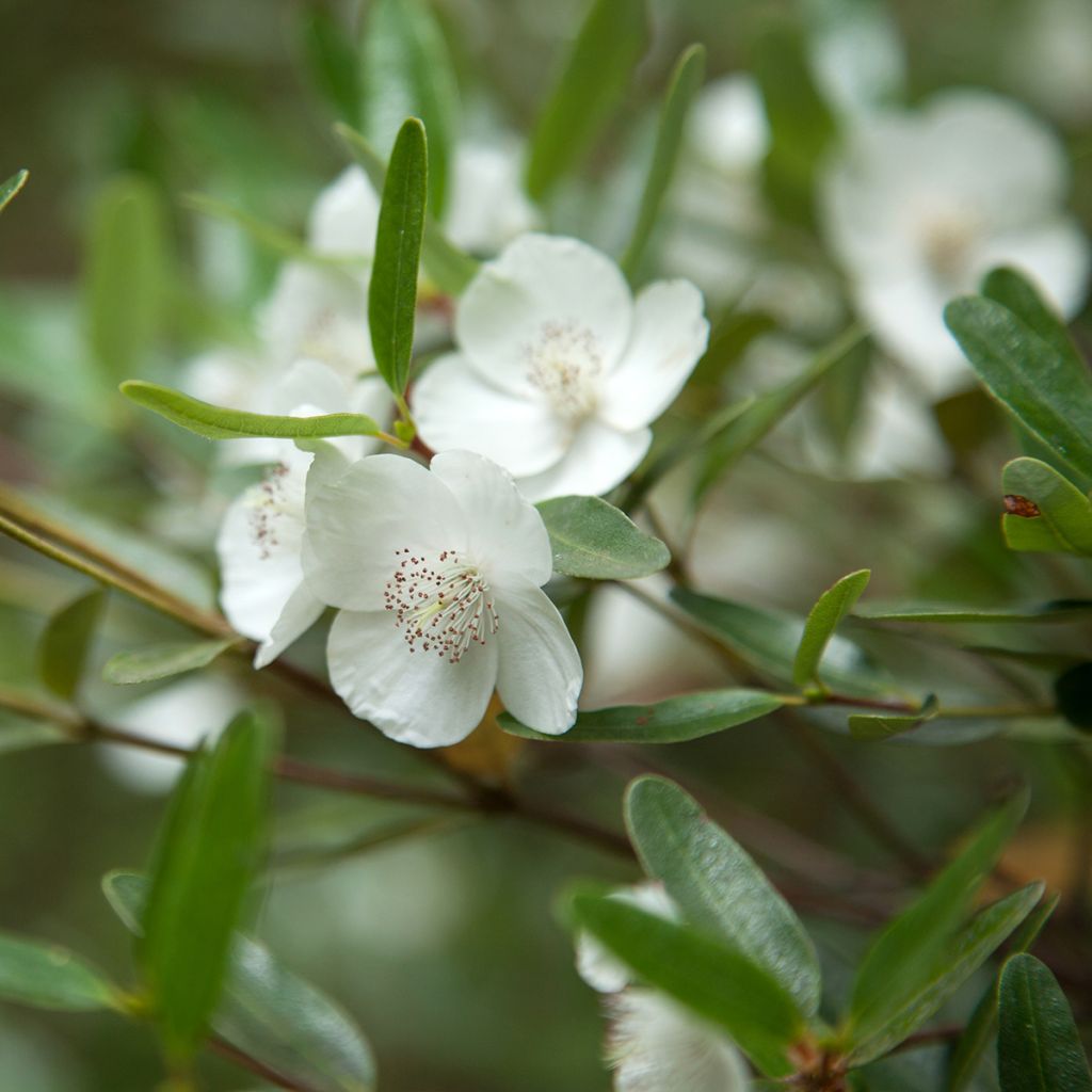 Eucryphia moorei - Eucryphie