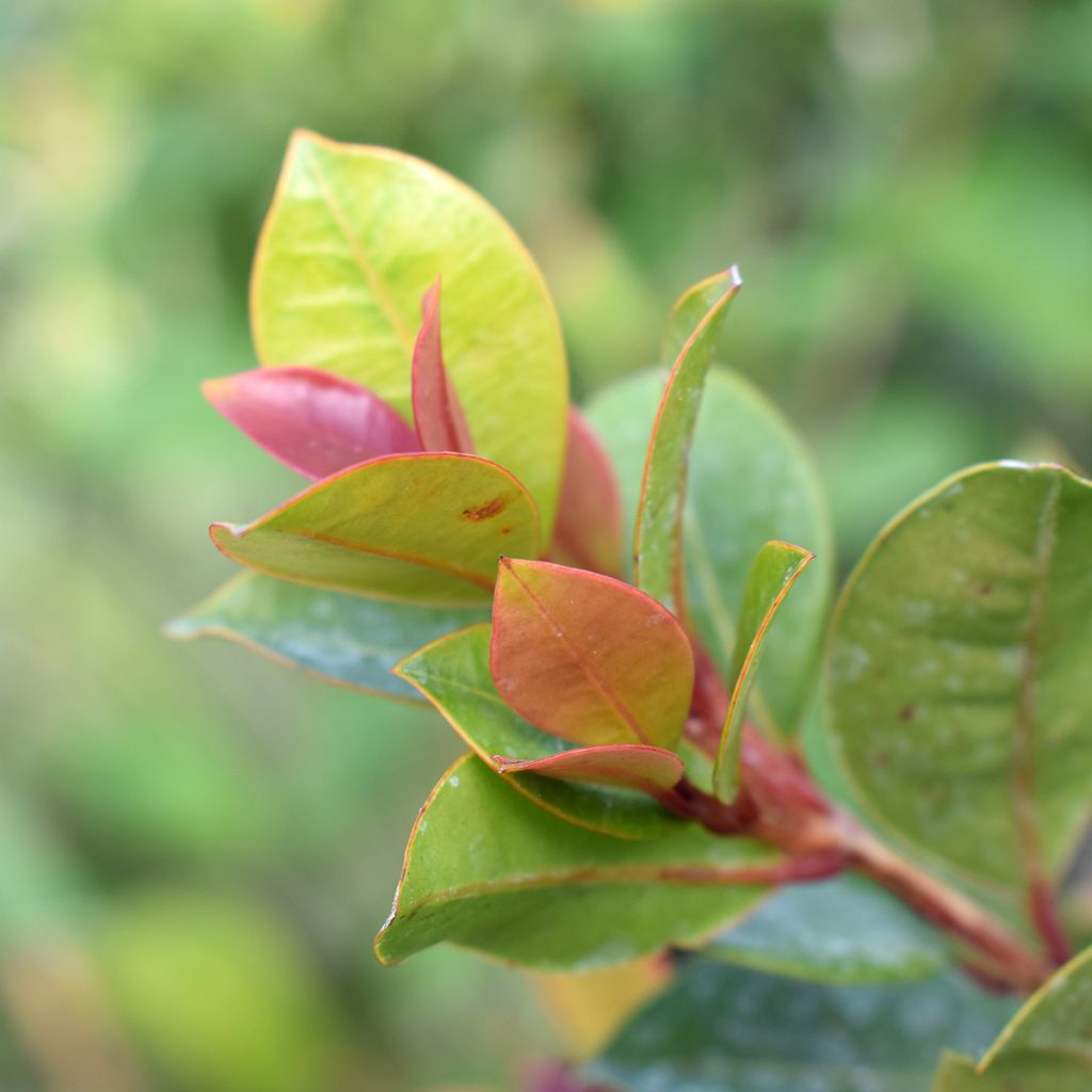 Eugenia myrtifolia New Port - Eugenie