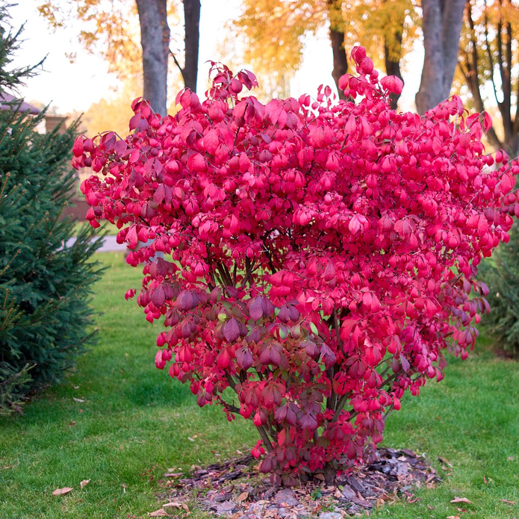 Euonymus alatus - Pfaffenhütchen
