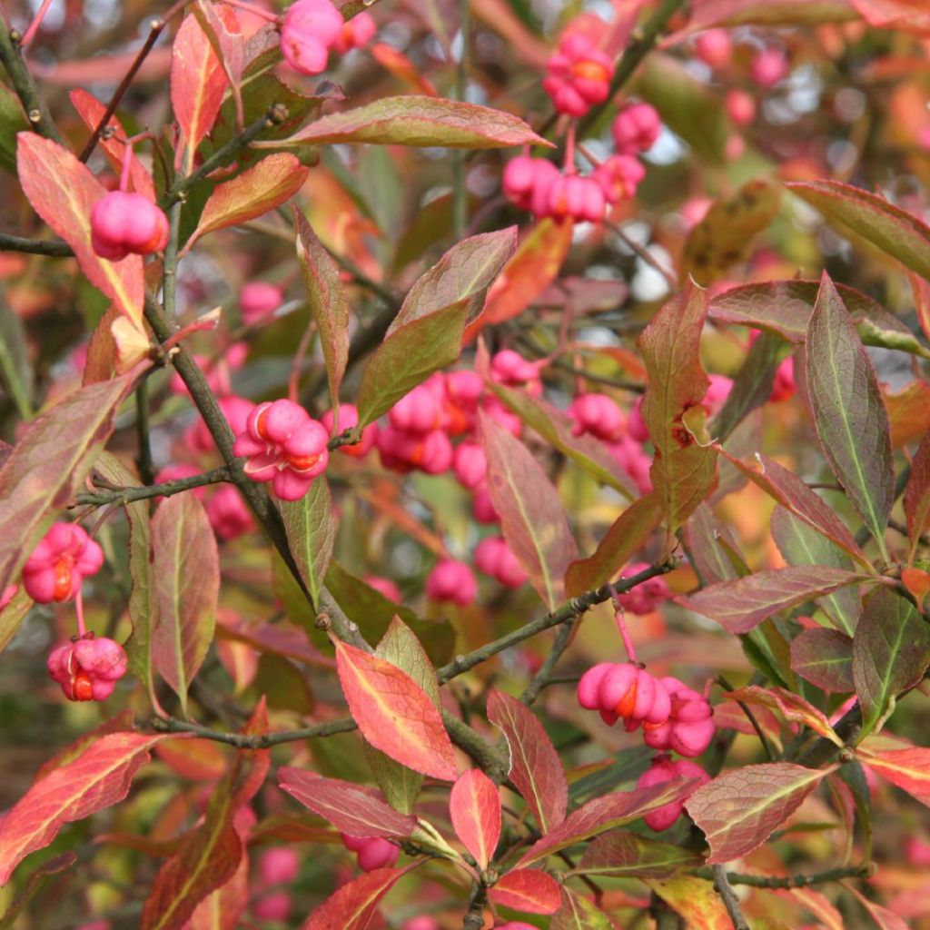 Euonymus europaeus - Pfaffenhütchen