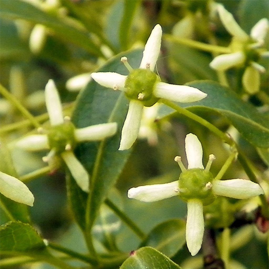 Euonymus europaeus - Pfaffenhütchen