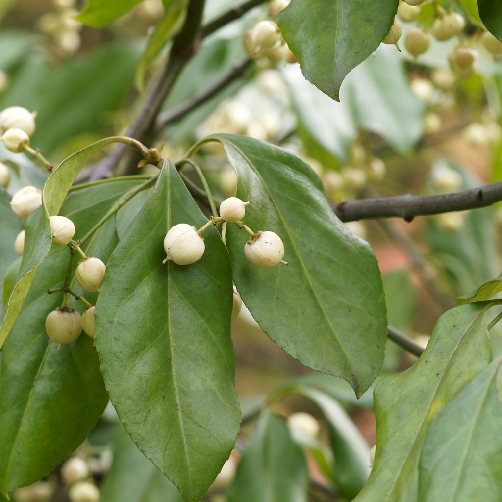 Pfaffenhütchen Albus - Euonymus europaeus