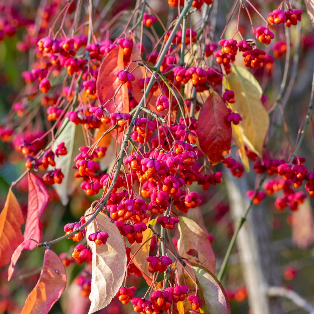 Euonymus europaeus - Pfaffenhütchen