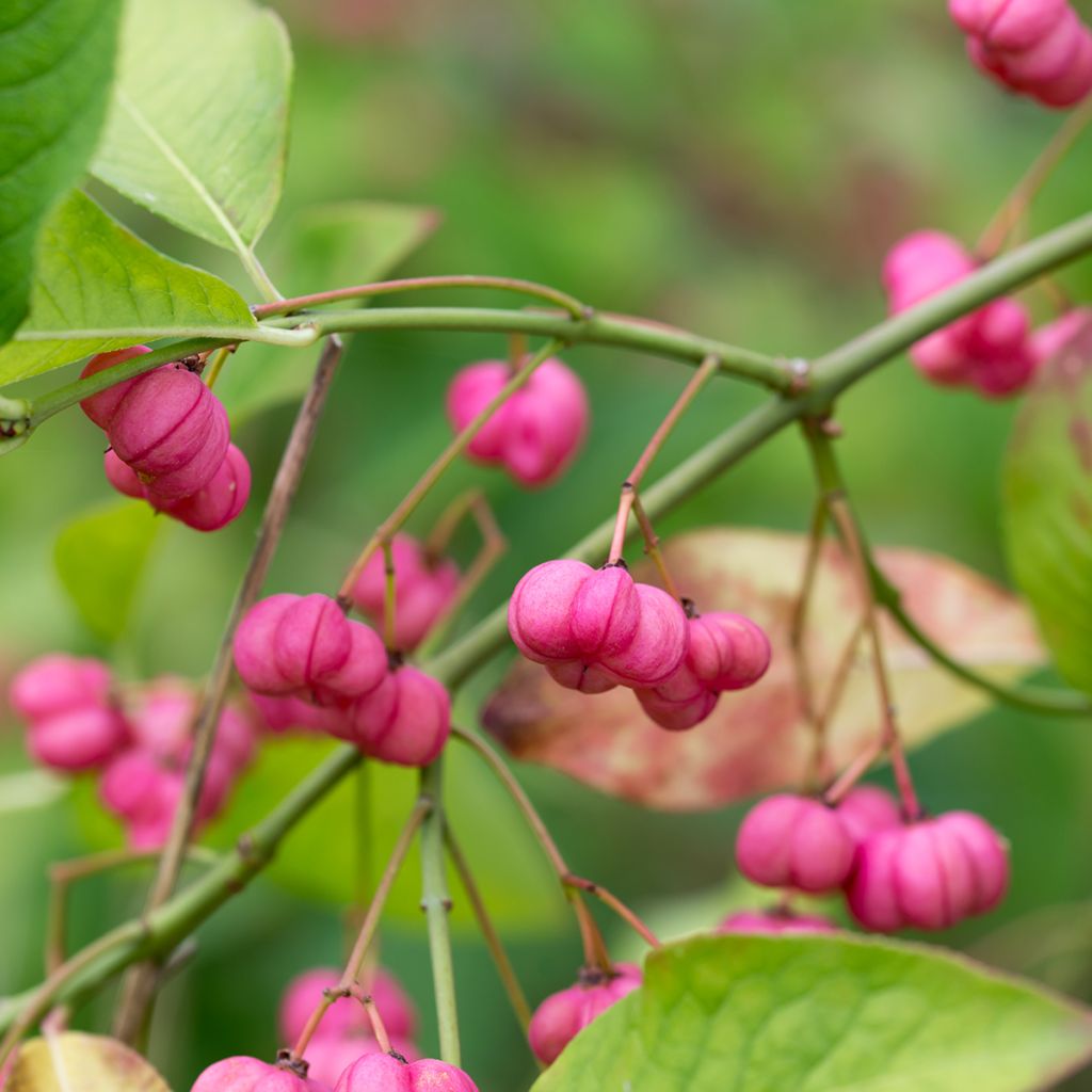 Euonymus europaeus - Pfaffenhütchen