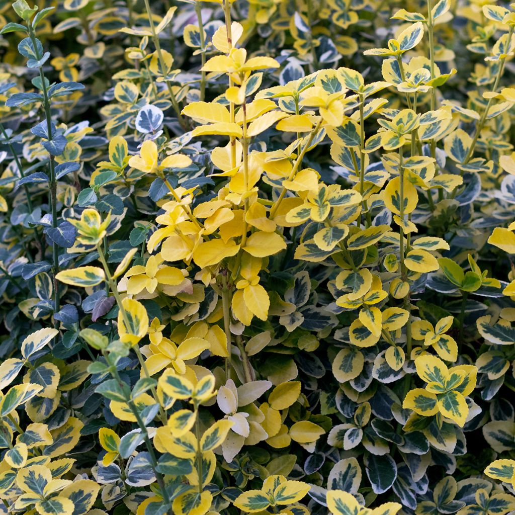 Spindelstrauch Emerald 'n gold - Euonymus fortunei