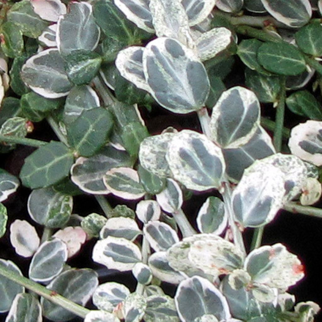 Spindelstrauch Silver Carpet - Euonymus fortunei