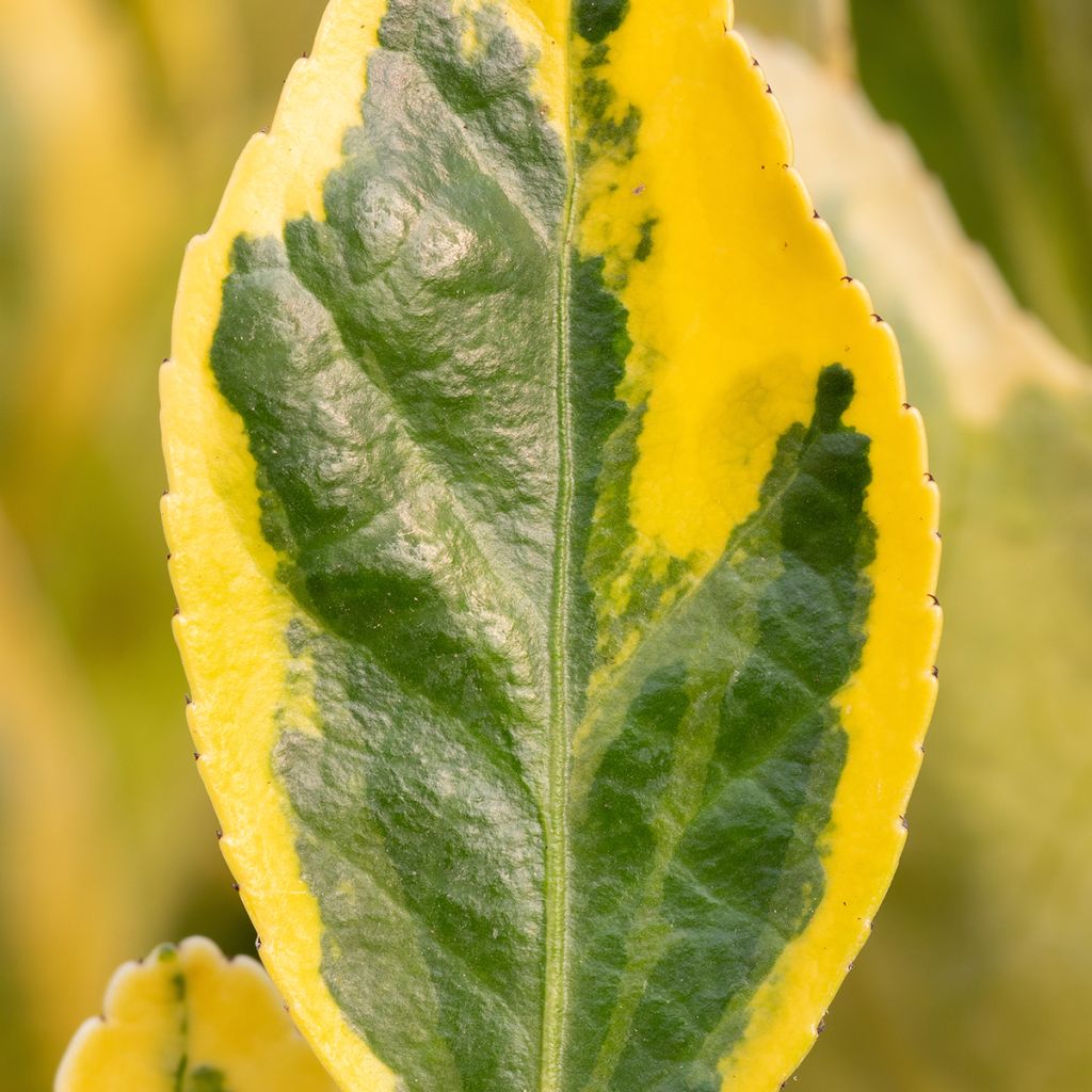 Japanischer Spindelstrauch Aureus - Euonymus japonicus