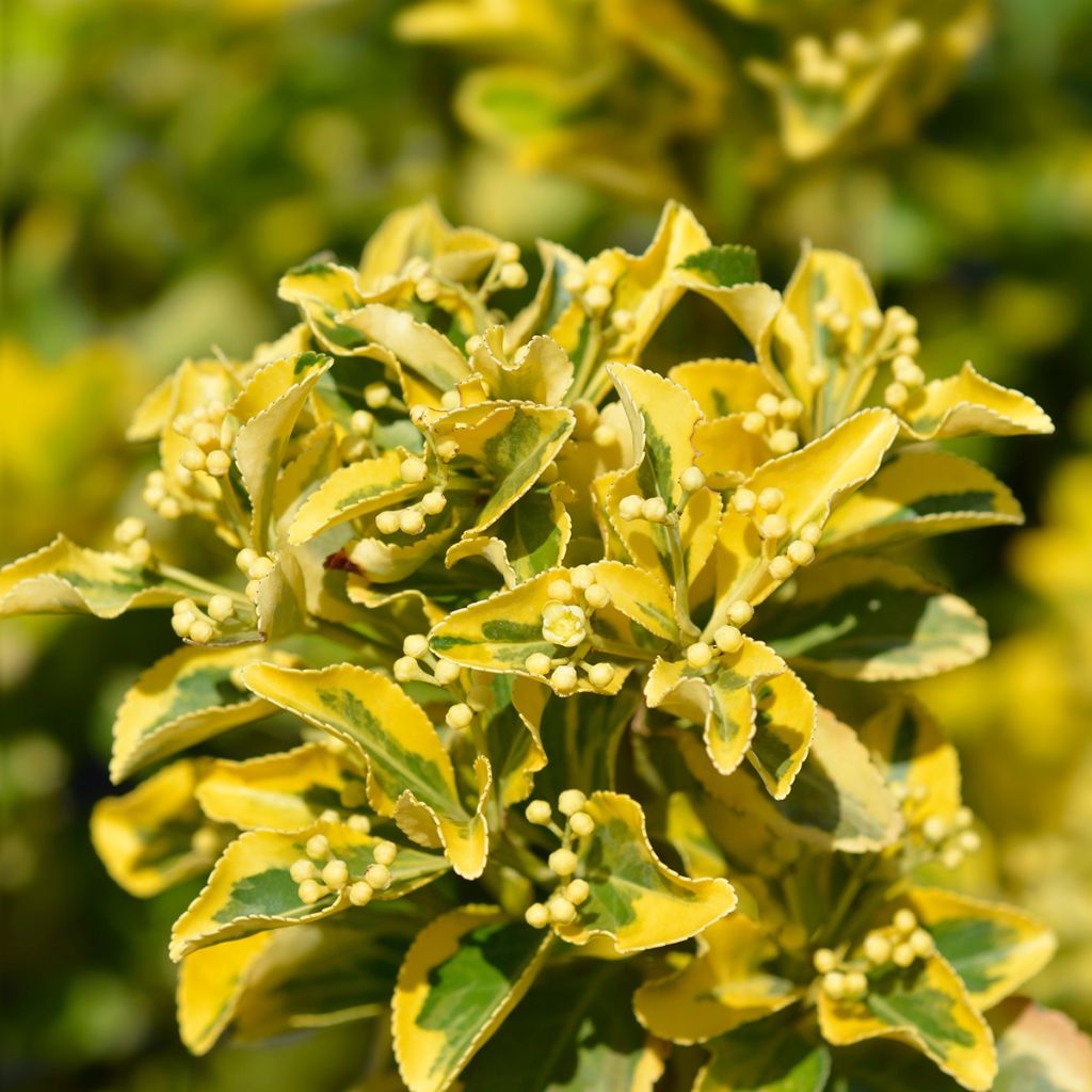 Japanischer Spindelstrauch Aureus - Euonymus japonicus