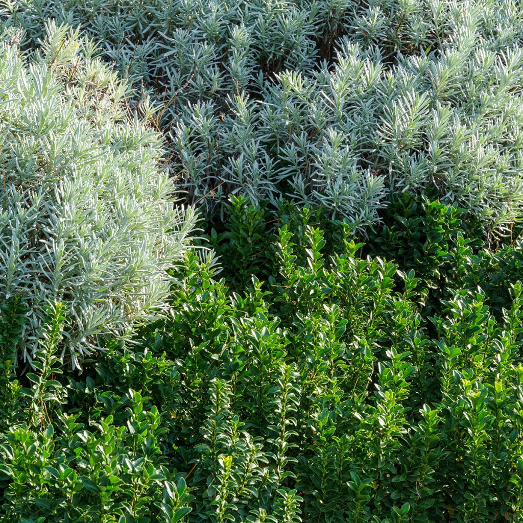 Japanischer Spindelstrauch Benkomasaki - Euonymus japonicus