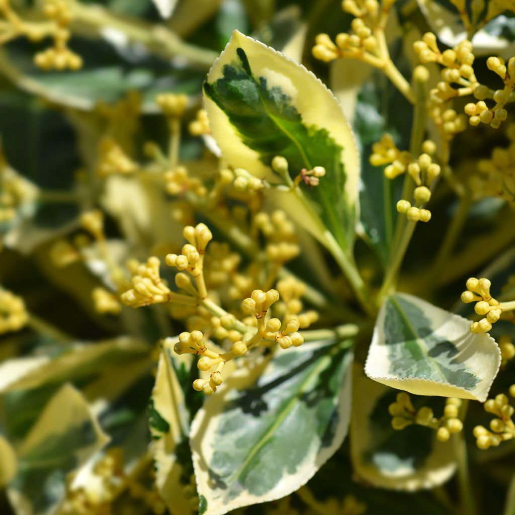 Japanischer Spindelstrauch Bravo - Euonymus japonicus