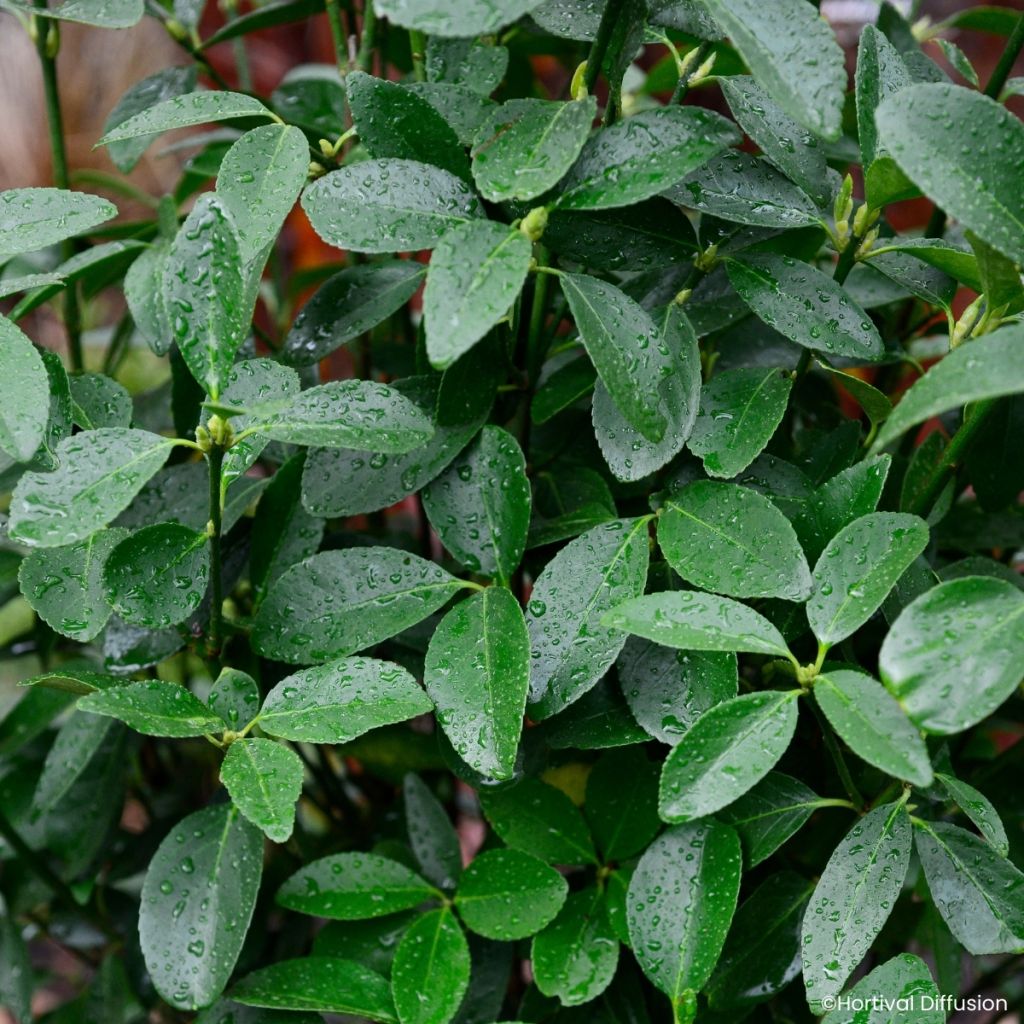 Euonymus japonicus Green Millenium - Fusain du Japon