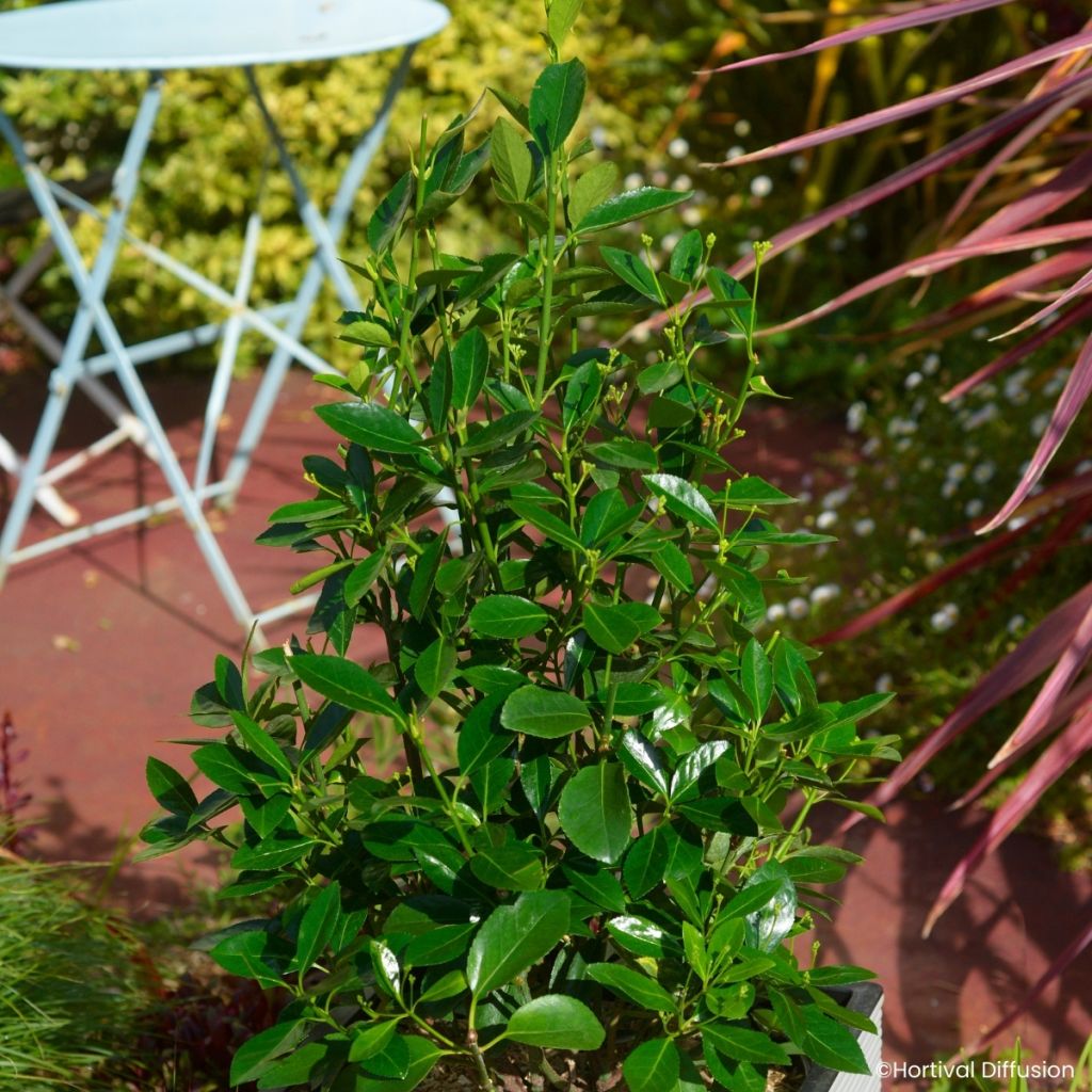 Euonymus japonicus Green Millenium - Fusain du Japon