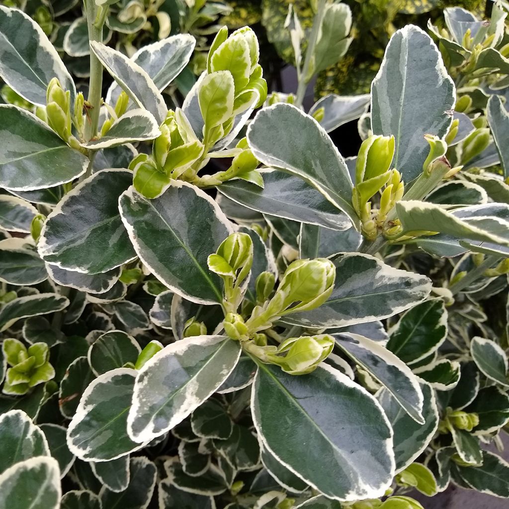 Japanischer Spindelstrauch Kathy - Euonymus japonicus