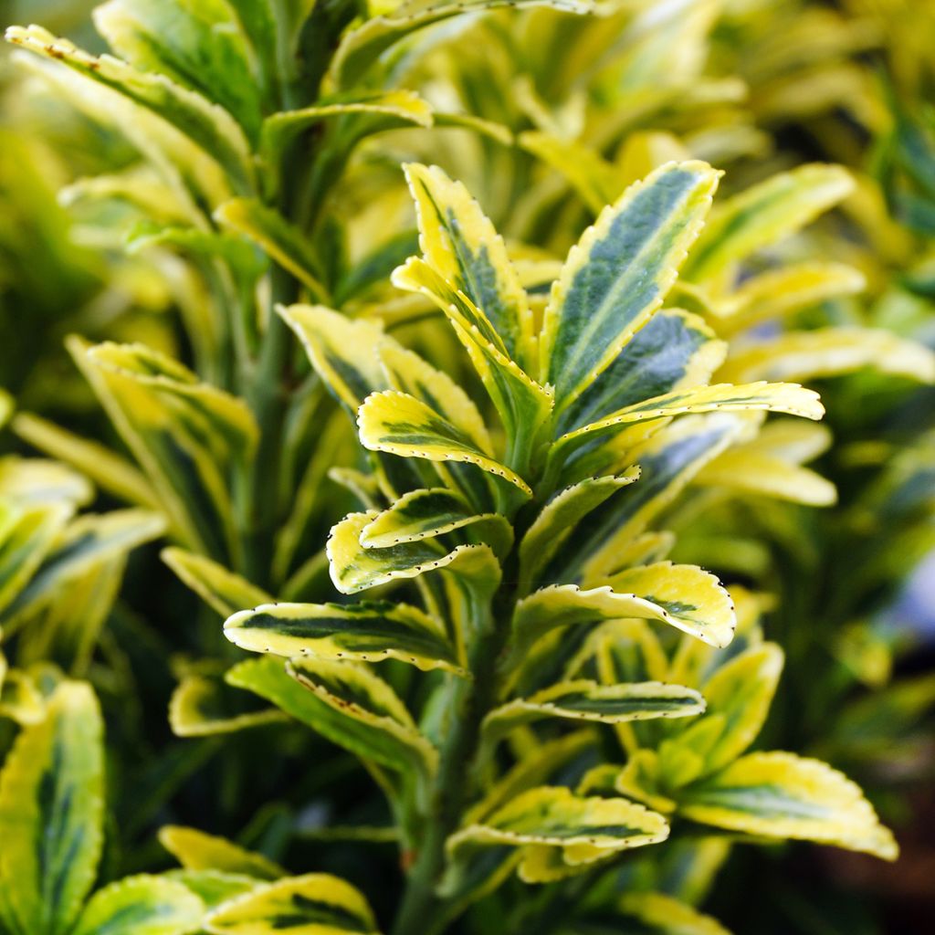 Japanischer Spindelstrauch Microphyllus Aureovariegatus - Euonymus japonicus