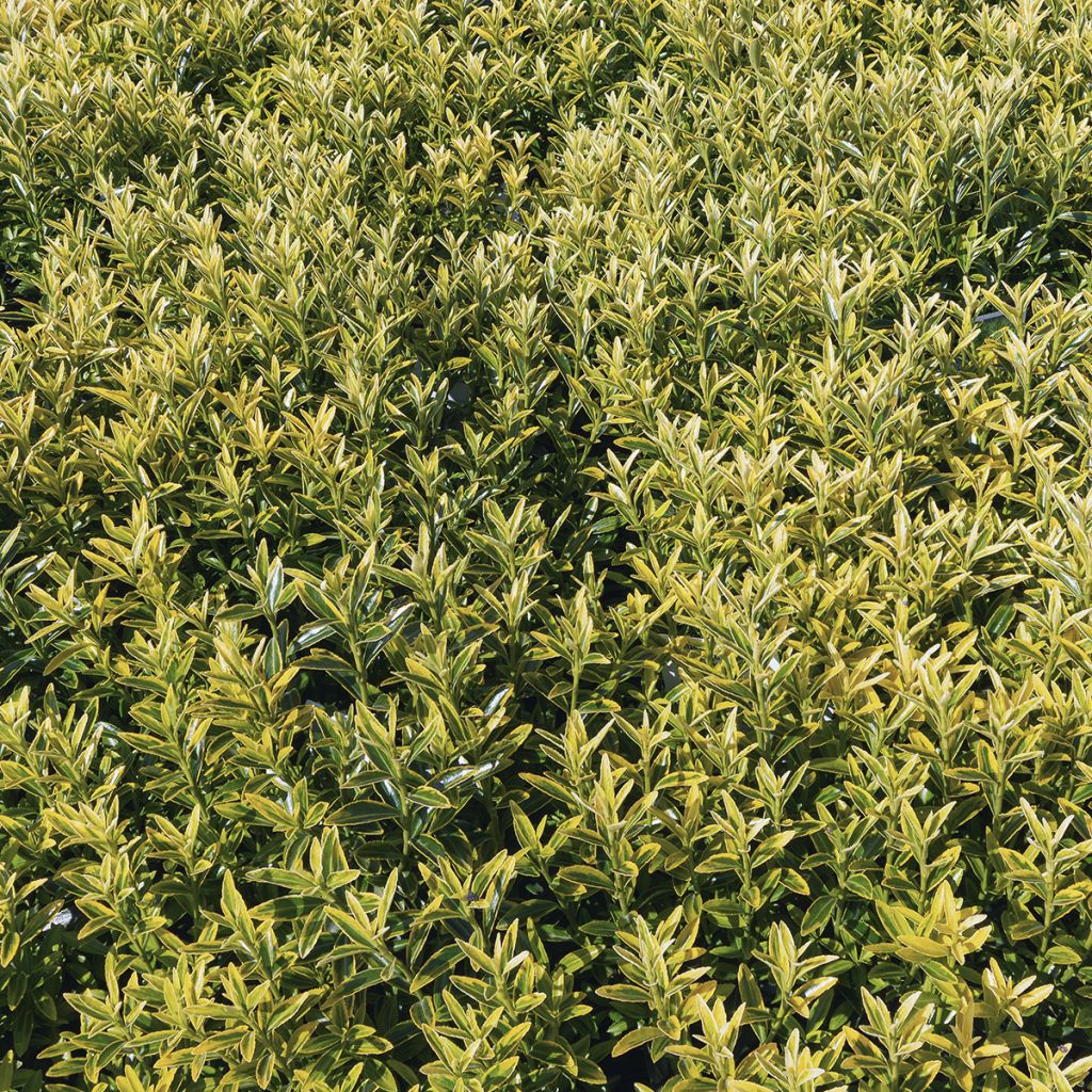 Japanischer Spindelstrauch Microphyllus Aureovariegatus - Euonymus japonicus