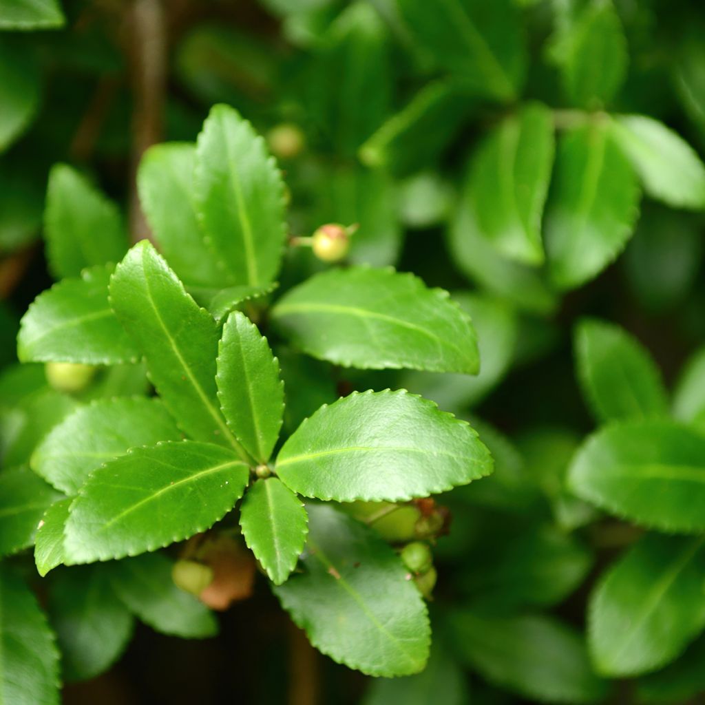 Japanischer Spindelstrauch Microphyllus - Euonymus japonicus