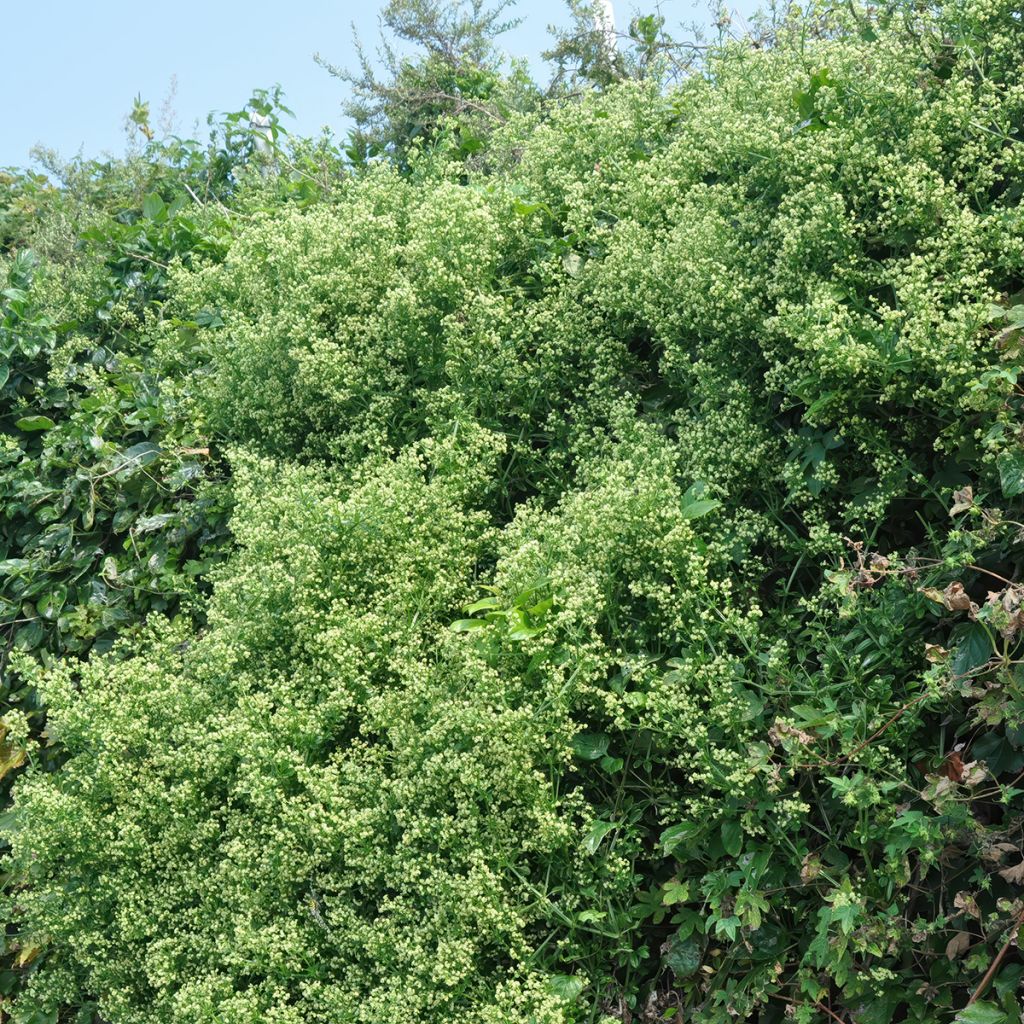 Japanischer Spindelstrauch Microphyllus - Euonymus japonicus