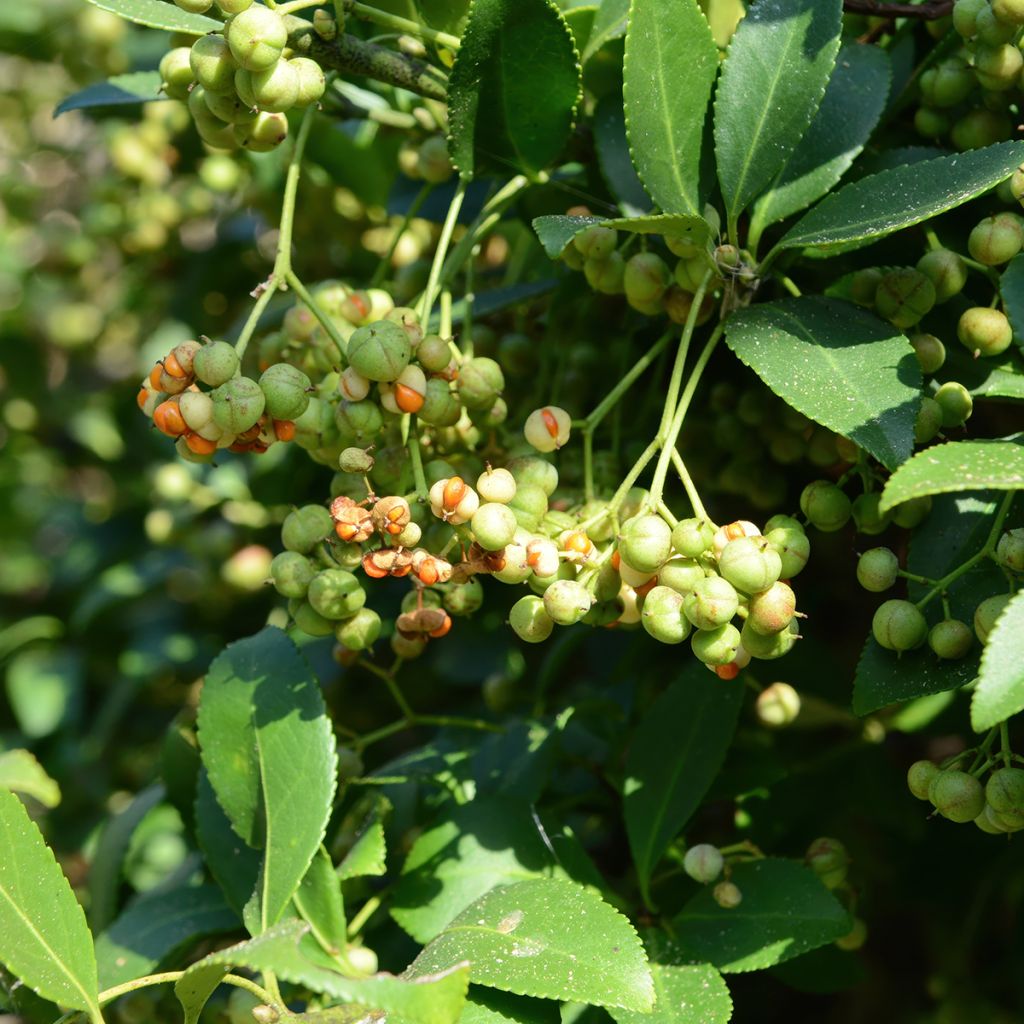 Japanischer Spindelstrauch Microphyllus - Euonymus japonicus
