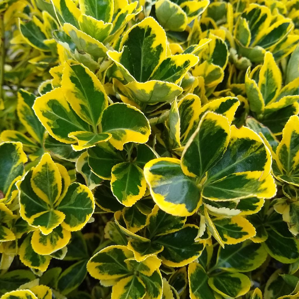 Japanischer Spindelstrauch Ovatus Aureus - Euonymus japonicus