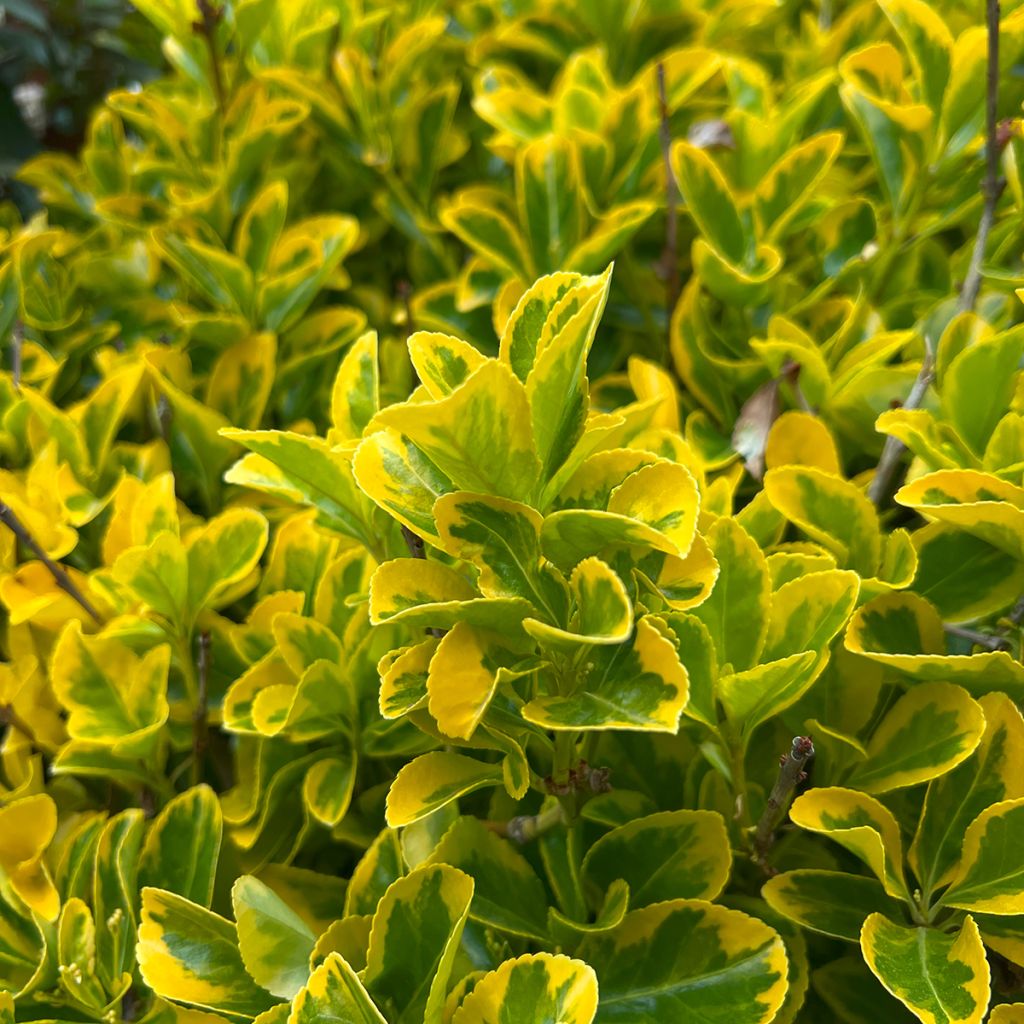Japanischer Spindelstrauch Ovatus Aureus - Euonymus japonicus