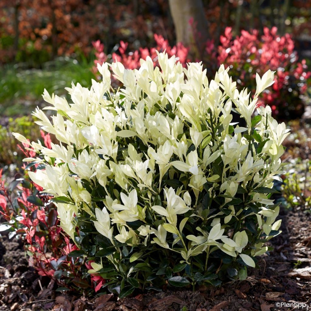 Japanischer Spindelstrauch Himalaya - Euonymus japonicus