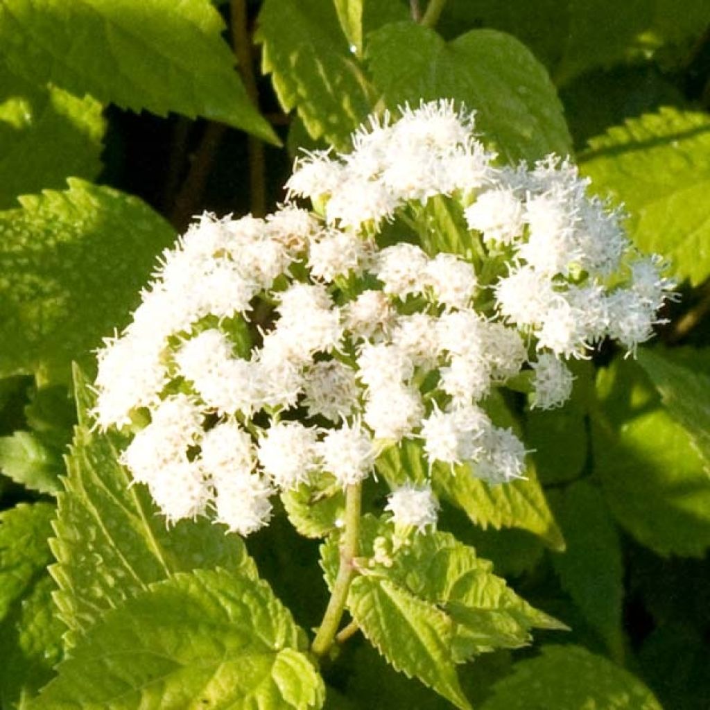 Weißer Wasserdost Braunlaub - Eupatorium rugosum