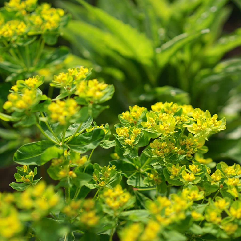 Euphorbia cornigera - Horn-Wolfsmilch