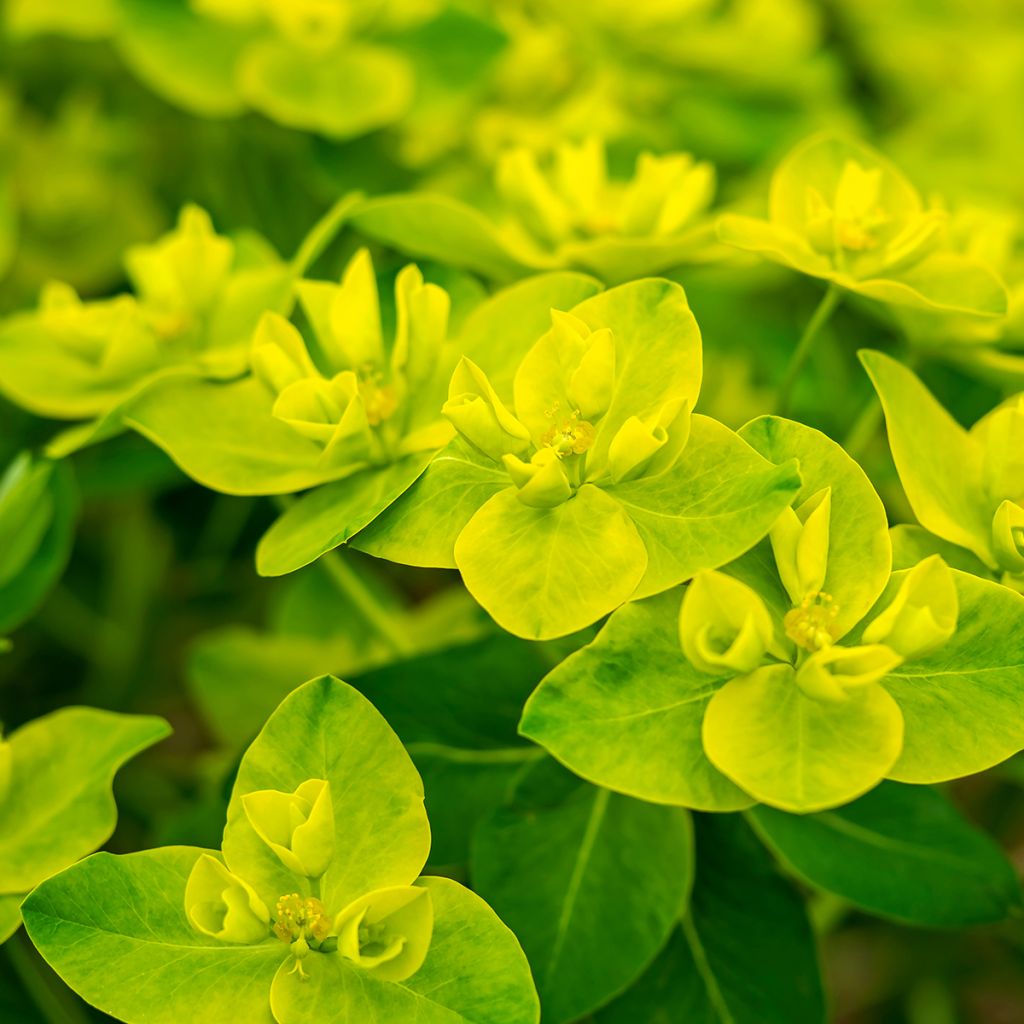 Euphorbia cornigera - Horn-Wolfsmilch