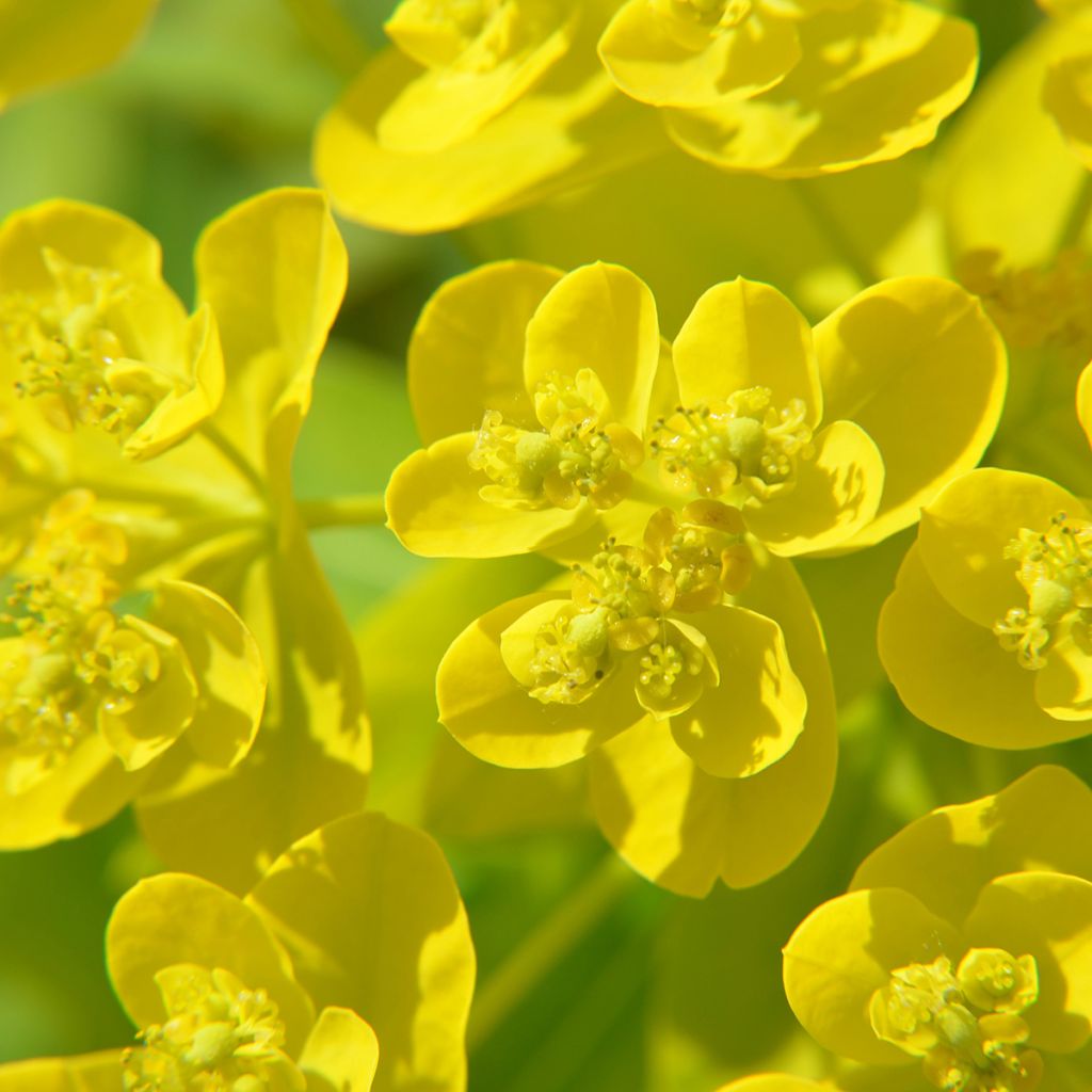 Euphorbia cornigera - Horn-Wolfsmilch