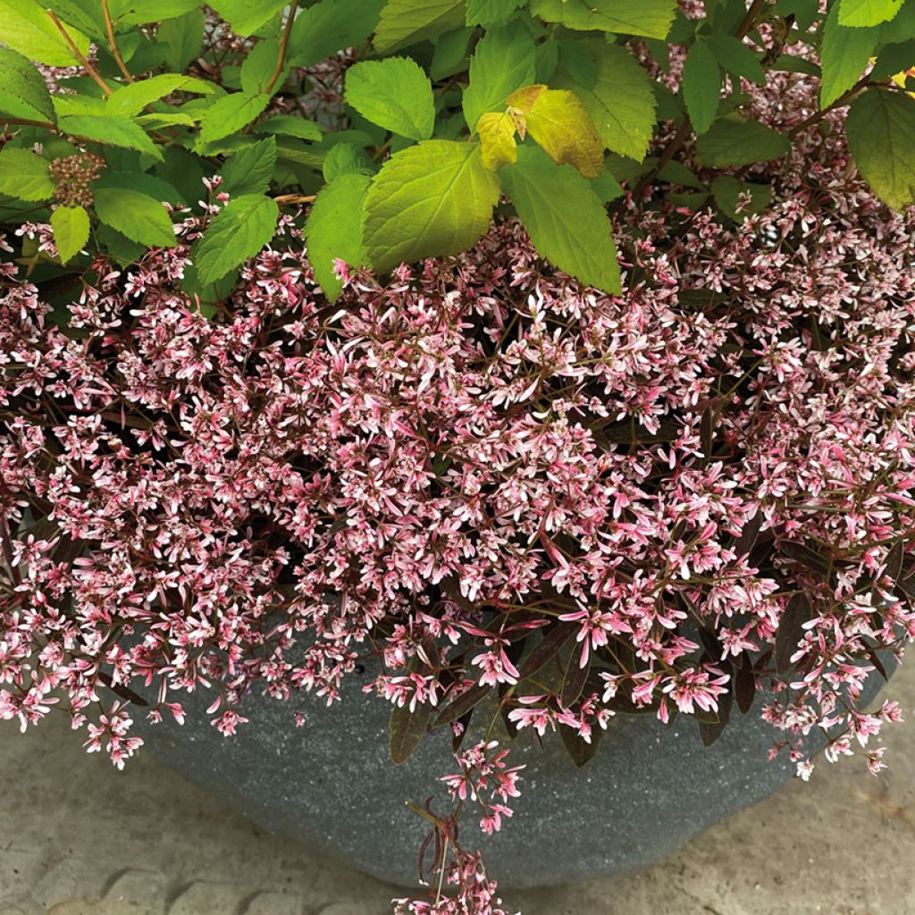Euphorbe hypericifolia Shades in Pink - Wolfsmilch