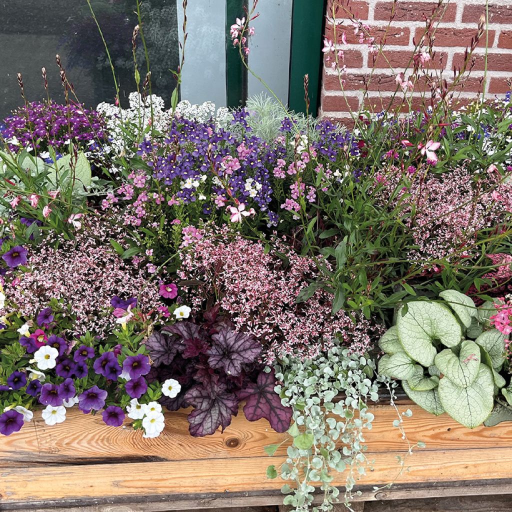 Euphorbe hypericifolia Shades in Pink - Wolfsmilch