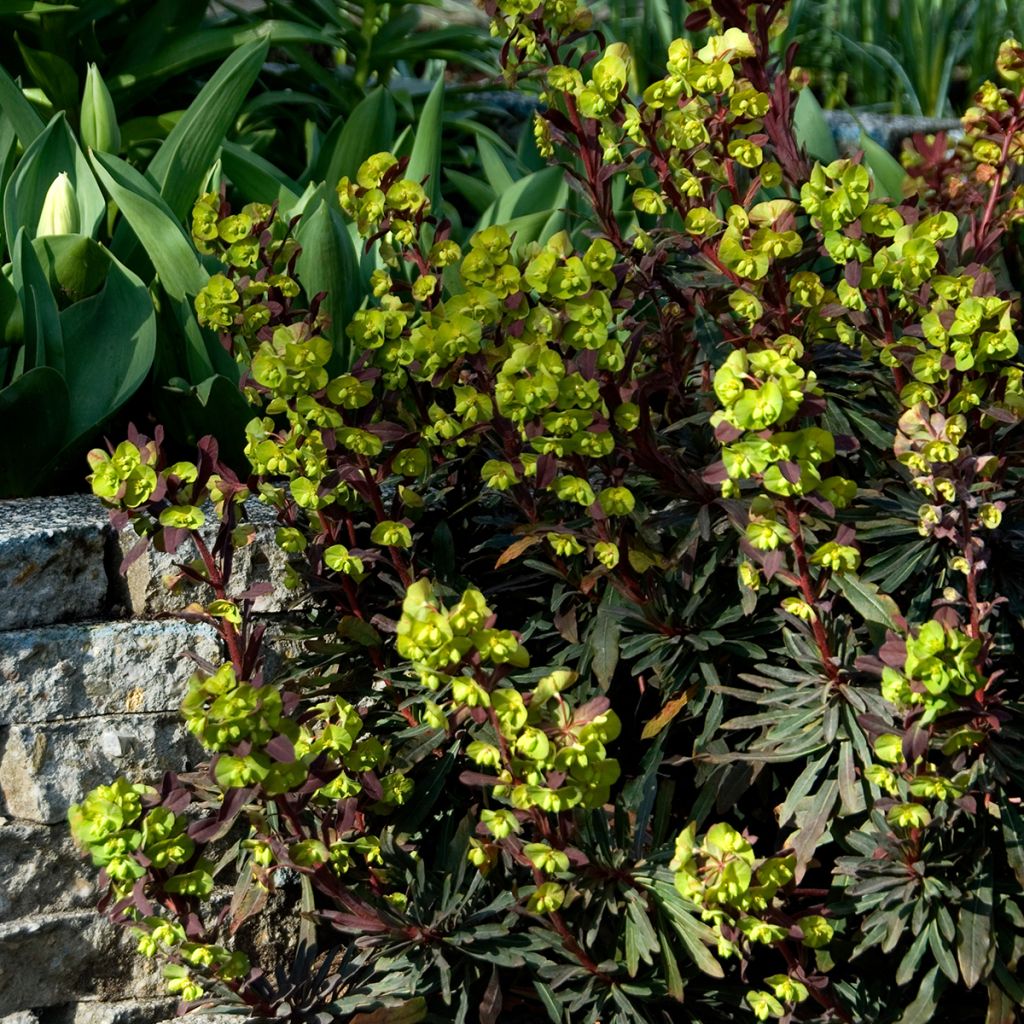 Euphorbia amygdaloides Purpurea - Mandelblättrige Wolfsmilch