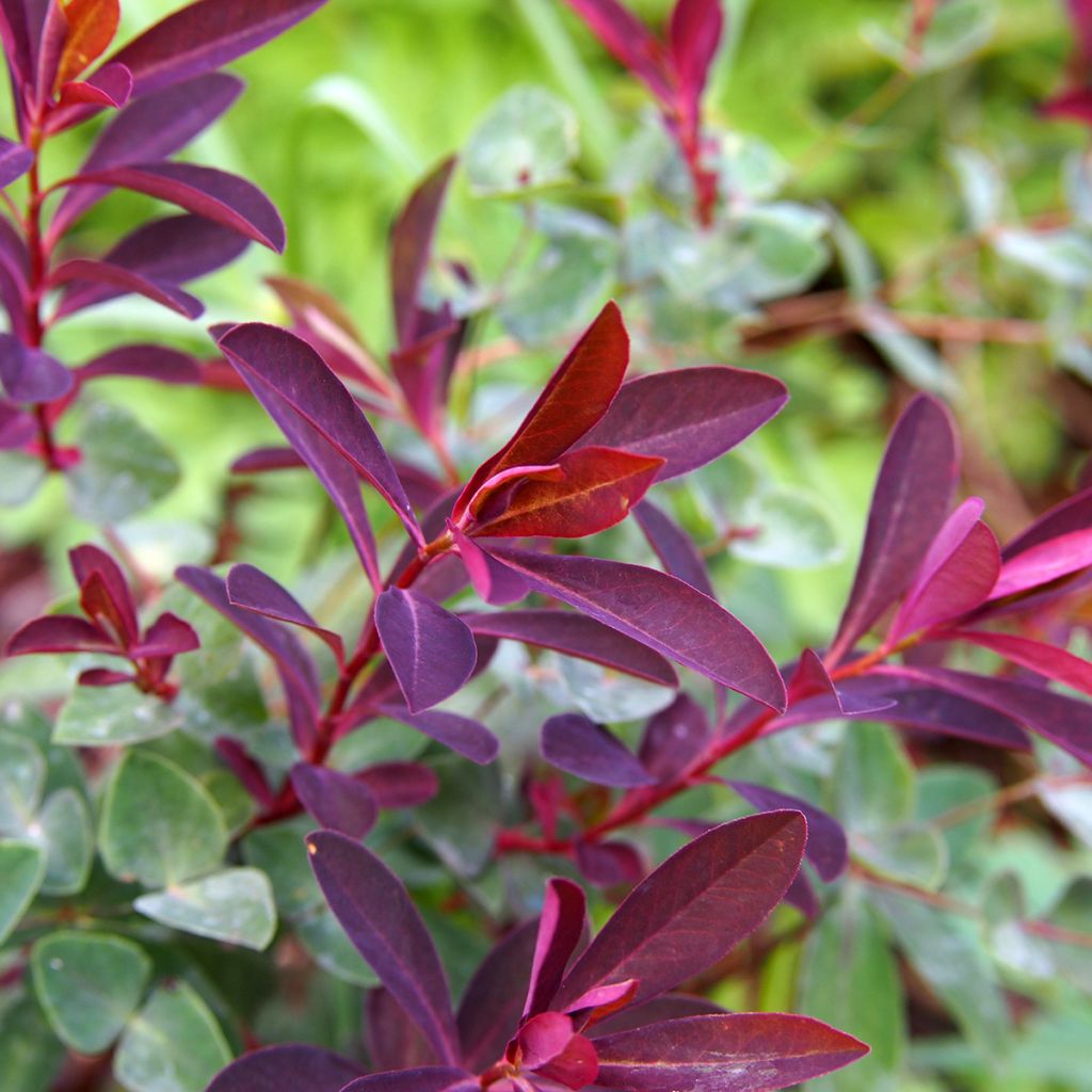 Euphorbia dulcis Chameleon - Süße Wolfsmilch