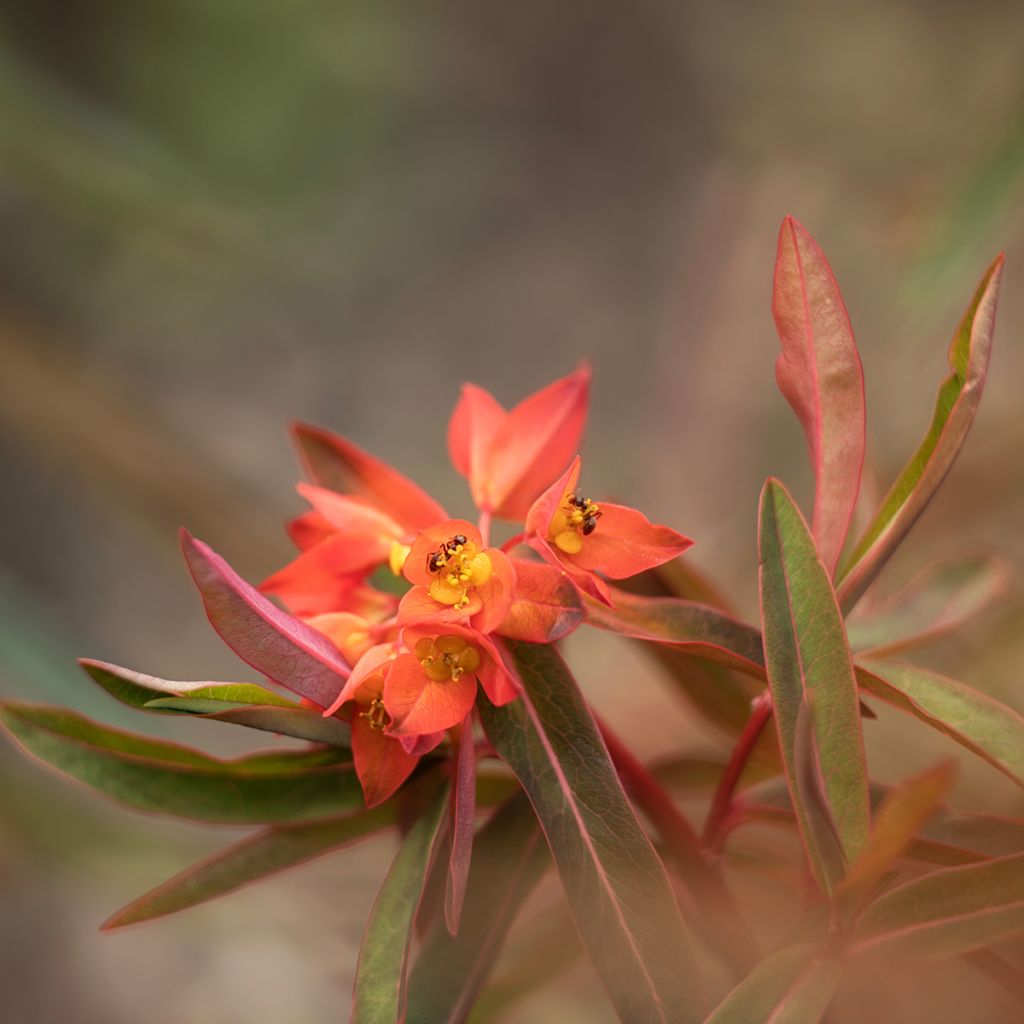Euphorbia griffithii Fireglow - Griffiths Wolfsmilch