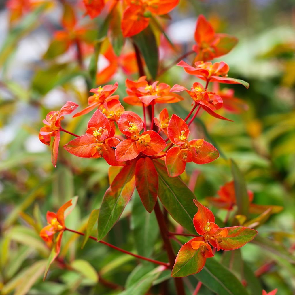 Euphorbia griffithii Fireglow - Griffiths Wolfsmilch