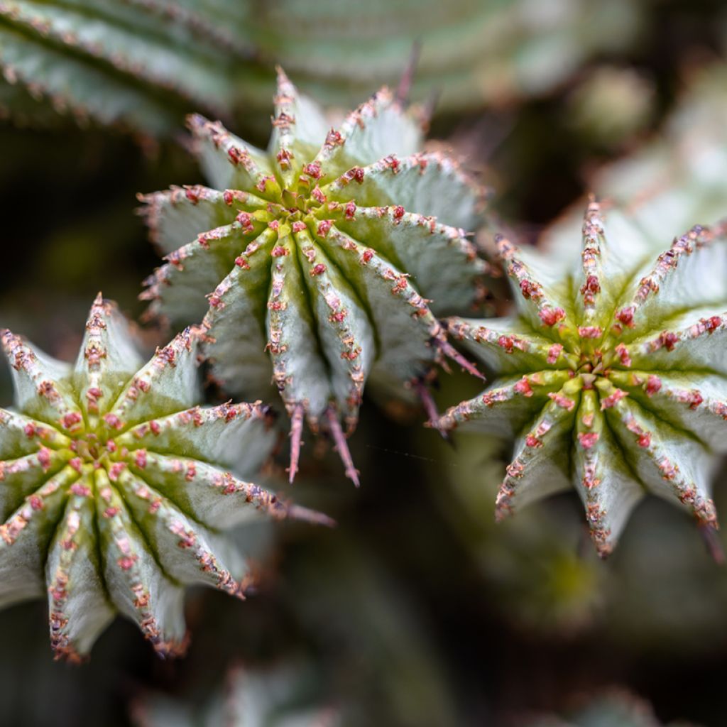 Euphorbia horrida Alba